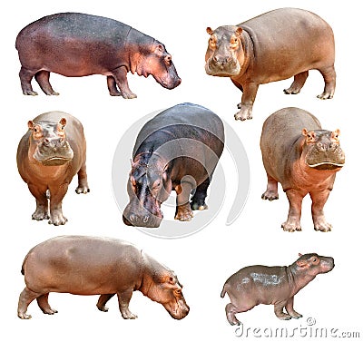 Hippopotamus isolated Stock Photo