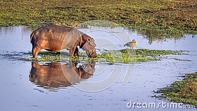 Hippopotamus in Kruger National park, South Africa Stock Photo