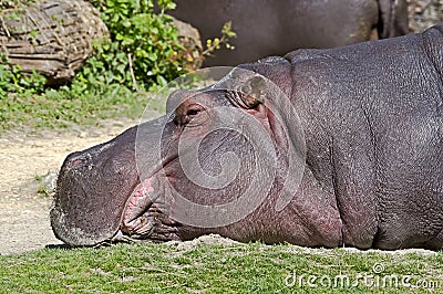 Hippopotamus 12 Stock Photo