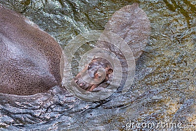 Hippopotamus living in water lake, Hippopotamidae, Baby Hippopotamus amphibius Editorial Stock Photo