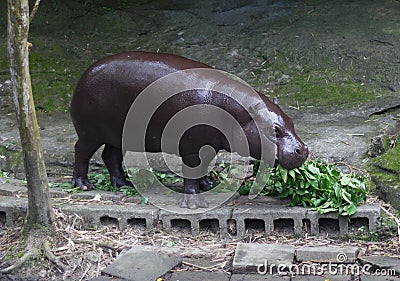 Hippopotamus Lunch Time at the Zoo Stock Photo