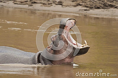 Hippopotamus roaring Stock Photo