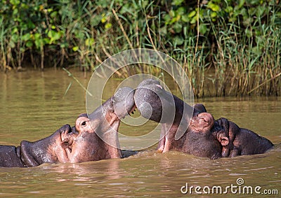 Hippopotamus mother kissing with her child in the water at the ISimangaliso Wetland Park Stock Photo