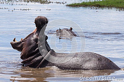 Hippopotamus with Open Mouth in Hippo Pool of Chobe River, Botswana Stock Photo