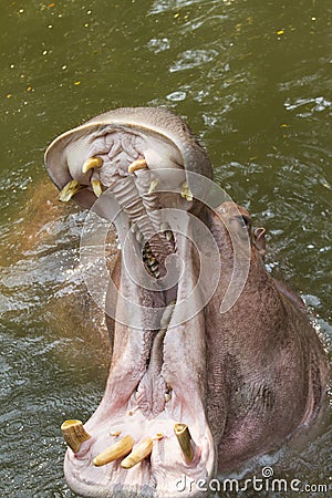 Hippopotamus open mouth, Thailand Stock Photo