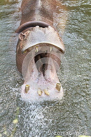 Hippopotamus open a mouth. Stock Photo
