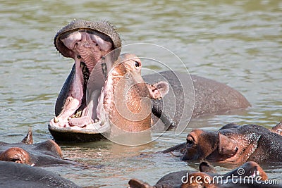 Hippopotamus opening mouth Stock Photo