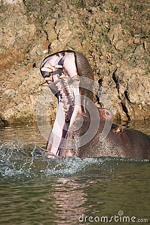 Hippopotamus opening mouth wide in calm lake Stock Photo