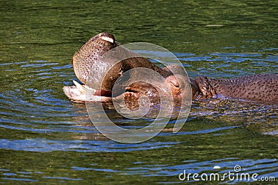 Hippopotamus relaxing in river Stock Photo