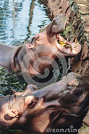 Hippopotamus showing Stock Photo