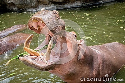 Hippopotamus showing mouth and teeth Stock Photo