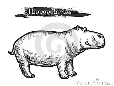 Hippopotamus sketch, African zoo wild animal Vector Illustration