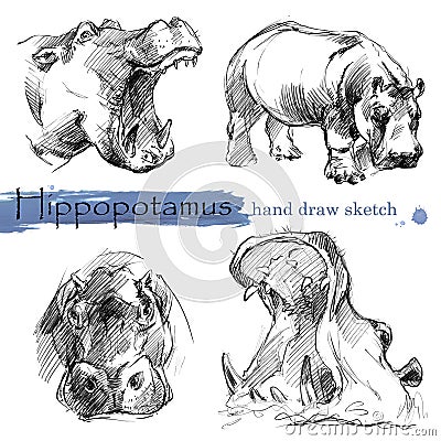 Hippopotamus sketch. Wild animal illustration. Cartoon Illustration