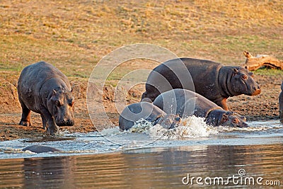 Hippopotamus in water Stock Photo