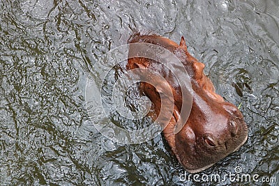 Hippopotamus in the water Stock Photo