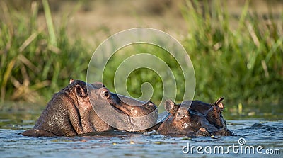 Hippopotamus in the water. The common hippopotamus (Hippopotamus amphibius) Stock Photo