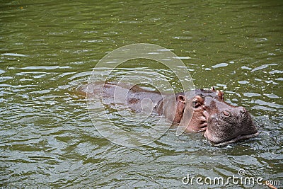 Hippopotamus in water Stock Photo