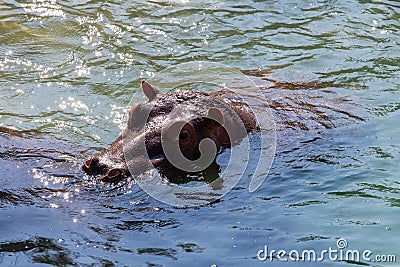 Hippopotamus In water Stock Photo