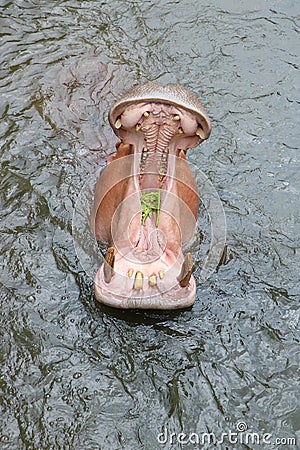 Hippopotamus in the water Stock Photo