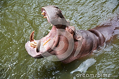 Hippopotamus in water Stock Photo