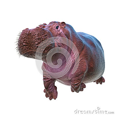 Hippopotamus in white background Cartoon Illustration