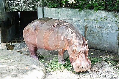 Hippopotamus in the zoo eat grass for living Stock Photo