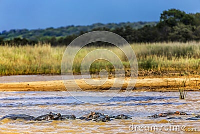 Hippopotamuses, iSimangaliso Wetland Park Stock Photo