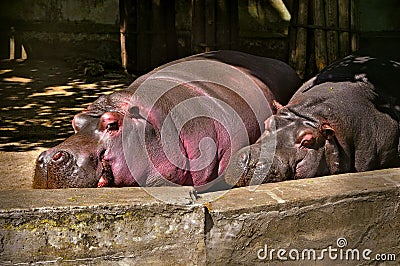 Hippopotamuses sleeping zoo Stock Photo
