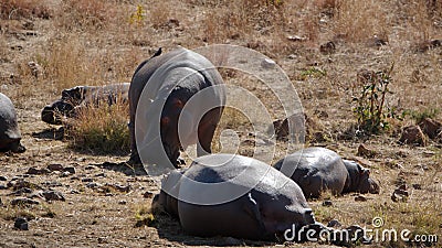 Hippos around a watering hole Stock Photo