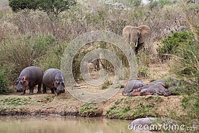 Hippos and elephants on the bank of the Ewaso Nyiro River Stock Photo