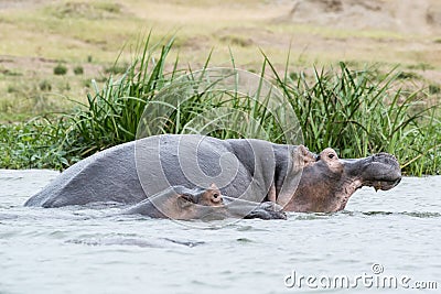 Hippos - Hipppotamus Stock Photo