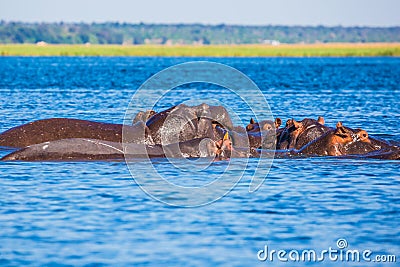 The hippos on a hot day Stock Photo