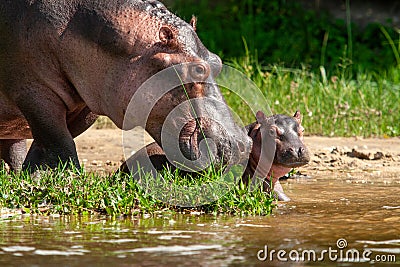 hippos Murchinson Falls National Park Uganda Stock Photo