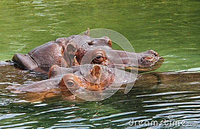 Hippos in water Stock Photo