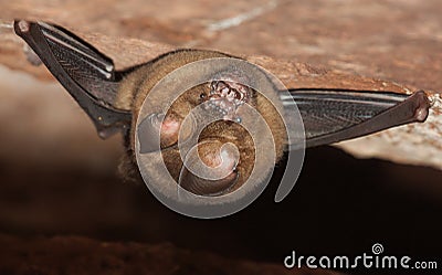 Hipposideros armiger great roundleaf bat Stock Photo