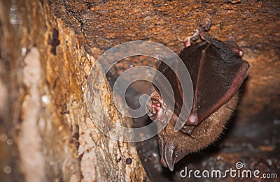 Hipposideros armiger great roundleaf bat Stock Photo