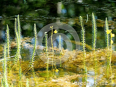 Hippuris Vulgaris Or Mare`s Tail In Pond Stock Photo