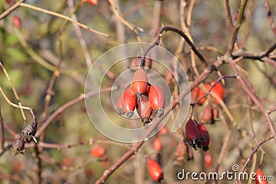 Hips bush with ripe berries. Berries of a dogrose on a bush. Fruits of wild roses. Thorny dogrose. Red rose hips. Stock Photo