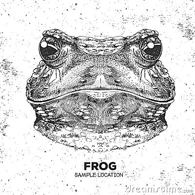 Hipster animal frog. Hand drawing Muzzle of frog Vector Illustration