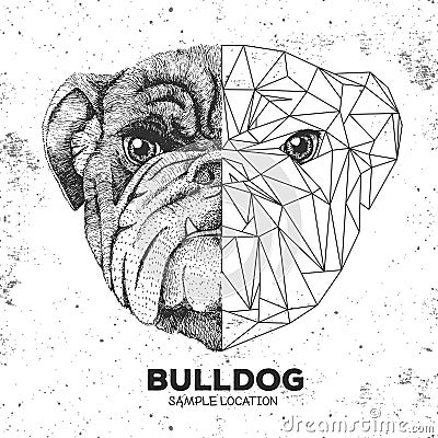 Hipster animal realistic and polygonal bulldog face. Vector Illustration