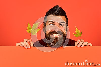 Hipster with beard and cheerful face plays with leaves. Stock Photo