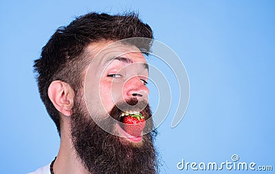 Hipster happy face enjoy juicy ripe red strawberry. Strawberry sweet taste concept. Man handsome hipster with long beard Stock Photo