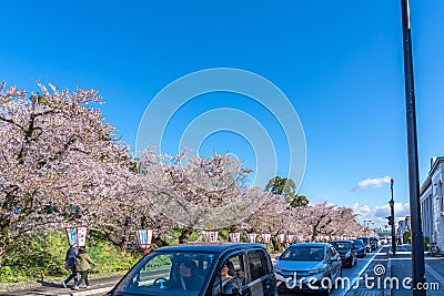 Hirosaki city street view. Cherry blossom in spring season sunny day and clear blue sky Editorial Stock Photo