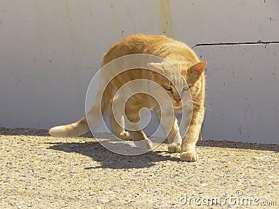 His eyes careful consideration of a cat Stock Photo