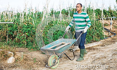 Hispanic farmer carrying empty wheelbarrow on vegetable field Stock Photo