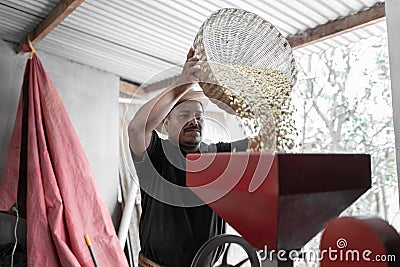 An Hispanic farmer is dropping coffee beans into the peeling machine Stock Photo