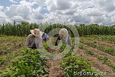 hispanic farmers manual amaranthus planting in a Mexico& x27;s farming field Editorial Stock Photo