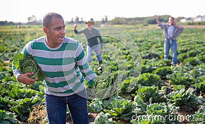 Hispanic man fleeing from farmer field with stolen cabbage Stock Photo