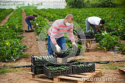 Hispanic man in medical mask stacking boxes with zucchini harvest Stock Photo