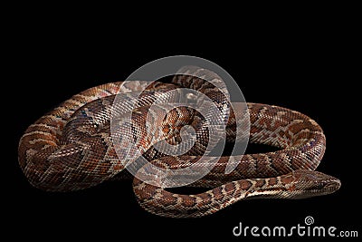 Hispaniolan boa, Chilabothrus or epicrates Stock Photo